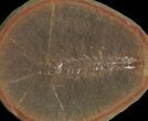 Fossil Syncarid Shrimp (Acanthotelson) Nodule - Mazon Creek #113238-2